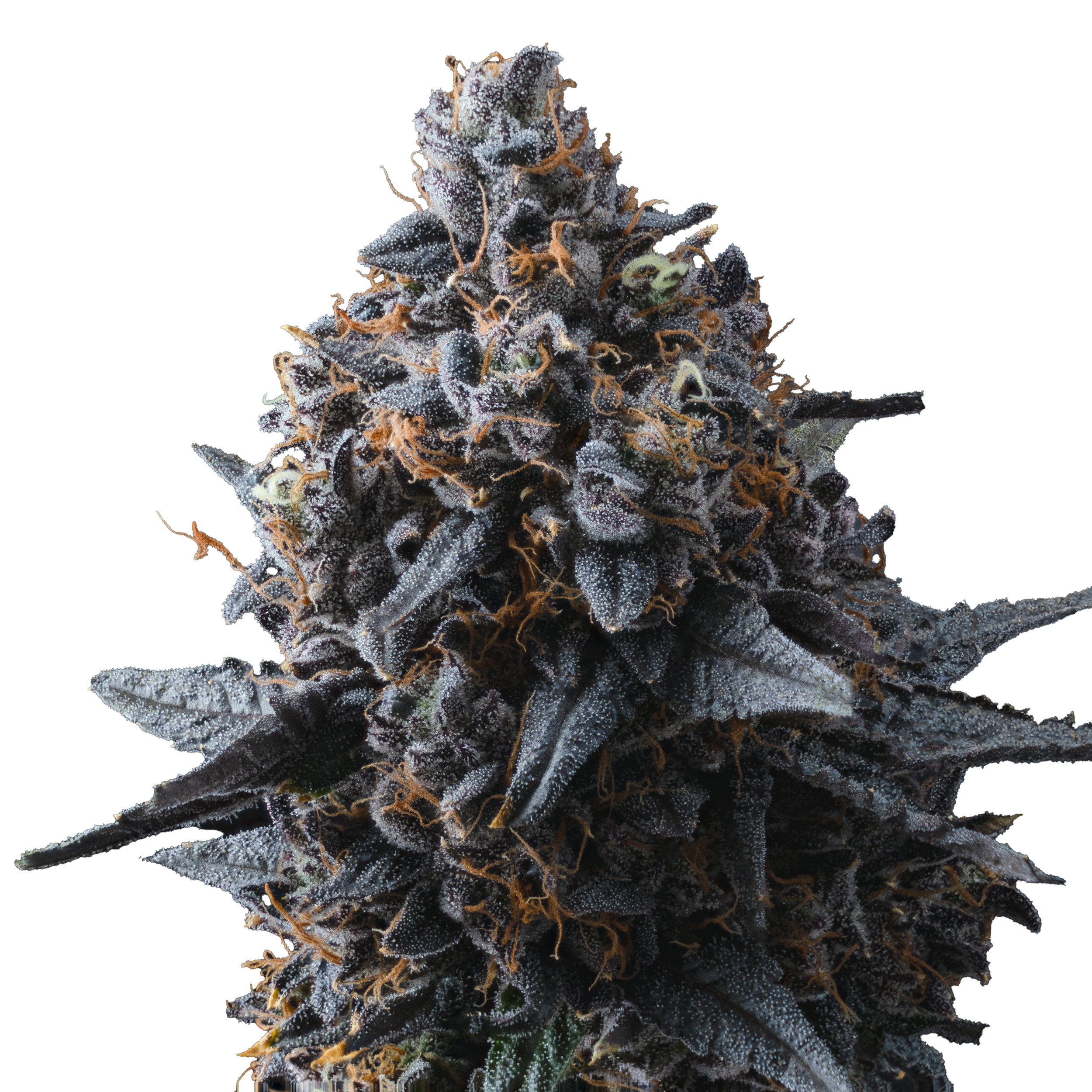Macro_Ebud_LCG7_Edit.png