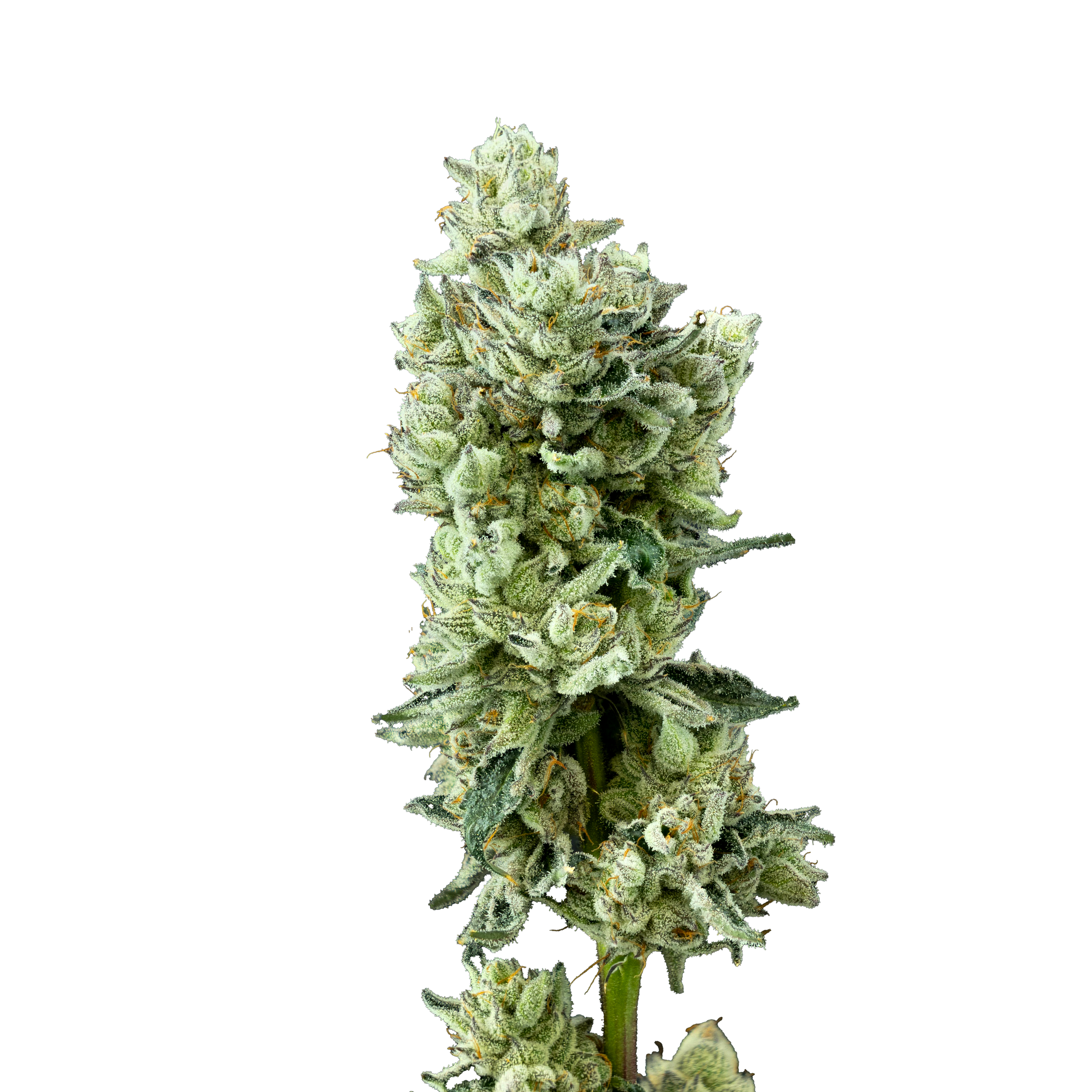 Macros_Ecola_PineappleBang_StackedEDIT.png