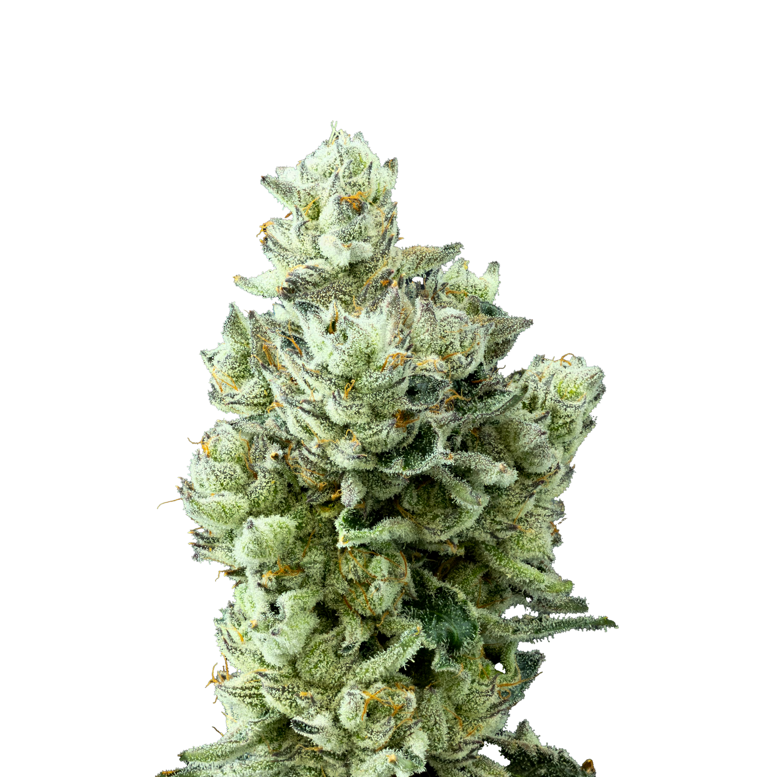 Macros_Ebud_PineappleBang_StackedEDIT.png