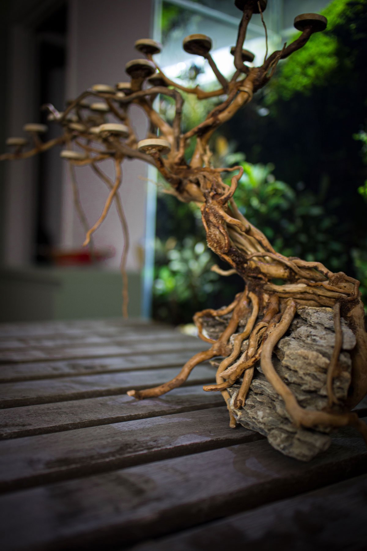 Aquarium-Bonsai-Tree-XL_1657.jpg