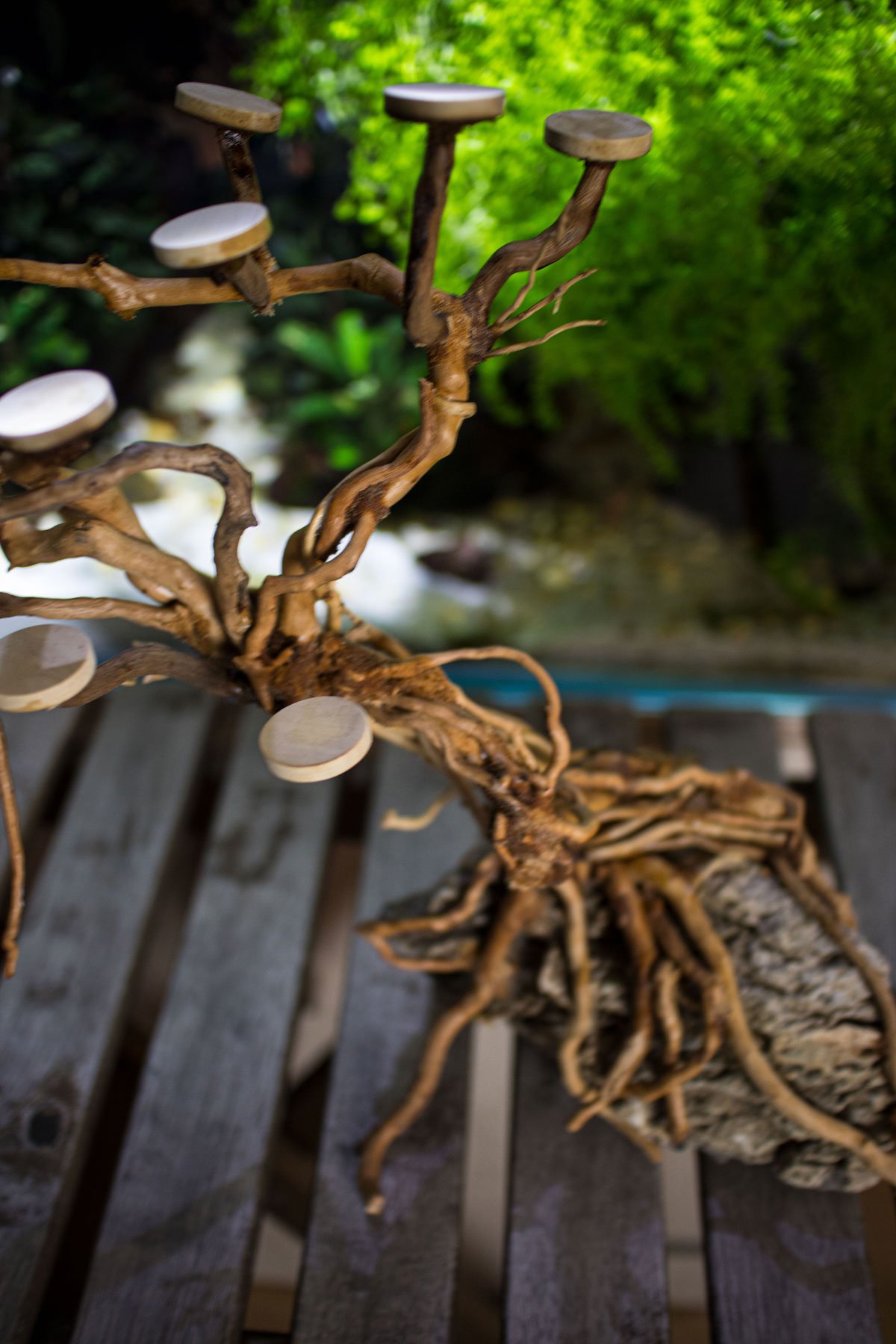 Aquarium-Bonsai-Tree-XL_1667.jpg