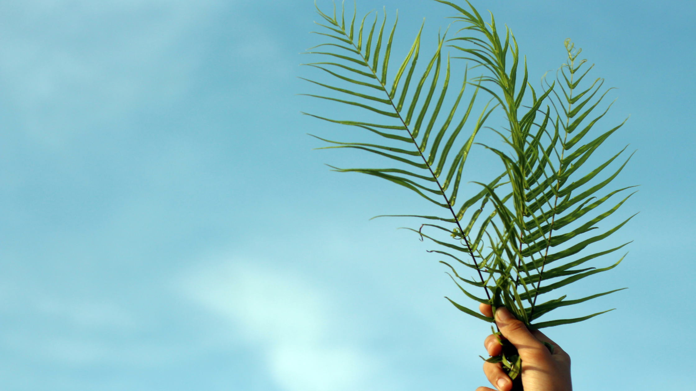 Palm Sunday of the Passion