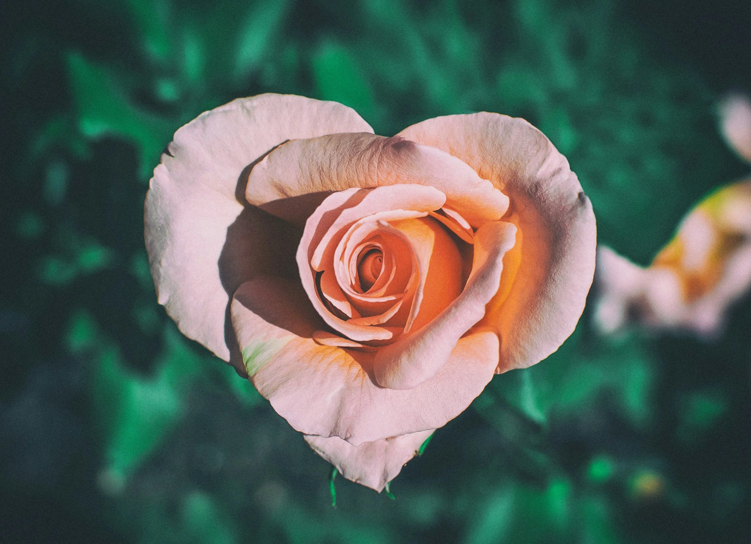 Thirteenth Sunday in Ordinary Time 