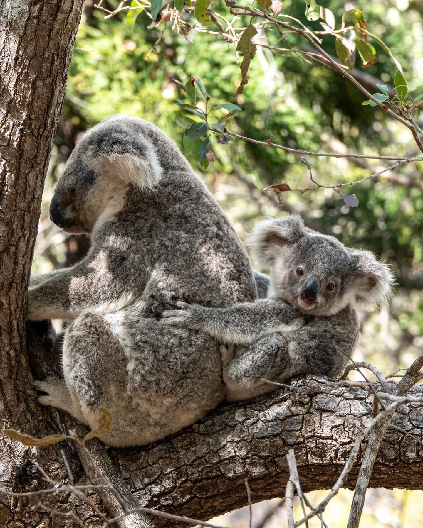 Meet our furry neighbours 🐨⁠
⁠
The Forts Walk is an essential part of a trip to Magnetic Island and is the best place to spot koalas in the wild. We suggest booking a Wildlife Tour at Selina if you want to get up close.⁠
⁠
For koala etiquette and to
