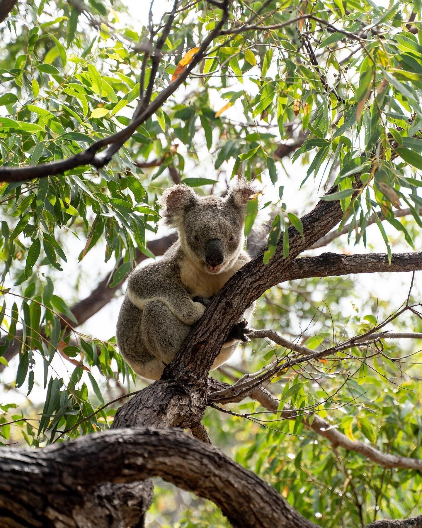 Enjoy the walk up our renowned Forts Walk and enjoy meeting the residents that call Maggie's National Parks home 🐨🍃⁠
⁠
We promise it's a walk you won't forget!⁠
⁠
Photo via @francescocamilloph⁠
⁠
#thisismagneticisland #upforunexpected #magneticisla