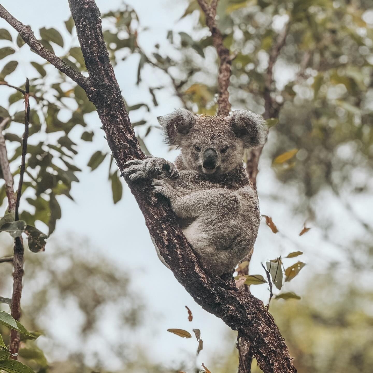 Spotting a koala in the wild can be a bucket list item on your Maggie trip, and we're sharing the best 3 places to see them! ⁠
⁠
1. The Forts Walk is a must-do in its own right. This trail is renowned for its opportunities to spot wild koalas. Keep a