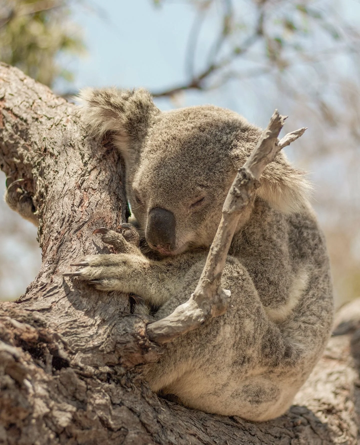 Wildlife Wednesday isn&rsquo;t complete without a snap of our cutest locals 🐨⁠
⁠
Could this little cutie be your reason to start planning a midweek Maggie escape? 🌿☀️⁠
⁠
📷 @shotbycaroline⁠
⁠
#thisismagneticisland #upforunexpected #magneticisland #