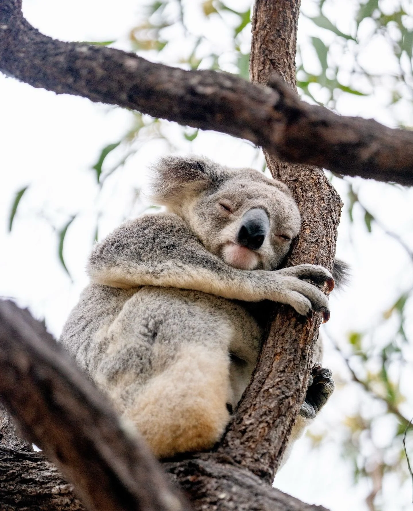 We see your quokkas, WA... and we raise you a colony of koalas and a mob of wallabies 🐨🦘 ⁠
⁠
We know they&rsquo;re not quite the same, but let&rsquo;s be real, North Queensland&rsquo;s wildlife is pretty epic 🌴☀️⁠
⁠
📷 @emiliaphillips⁠
⁠
#thisisma