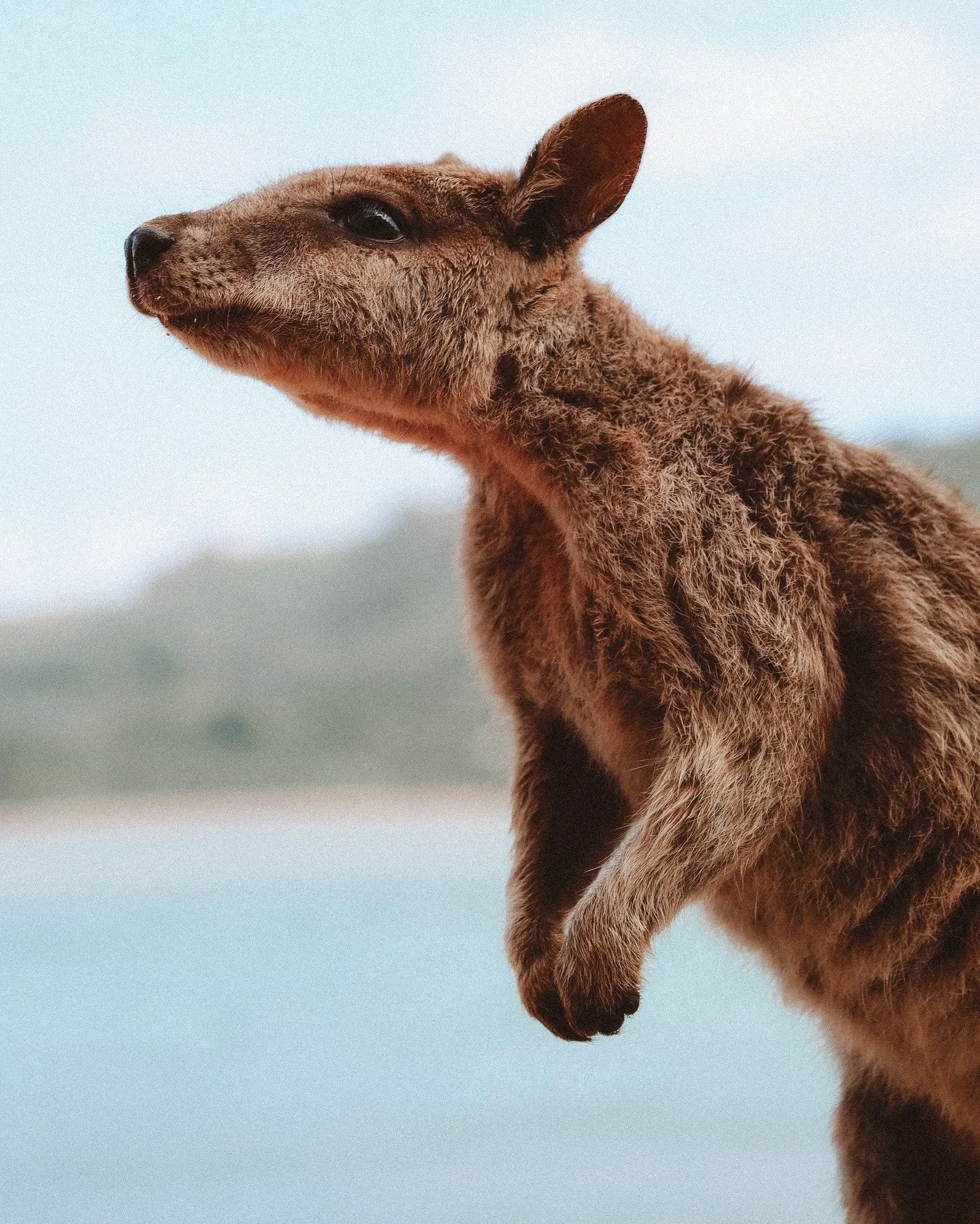 Think you need Africa for a Big 5 wildlife encounter? Think again! Here on Magnetic Island, we&rsquo;ve got our very own Big 5:⁠
⁠
🐨 The largest colony of free-roaming koalas in Northern Queensland⁠
🦘 Geoffrey Bay&rsquo;s most photogenic locals, ro