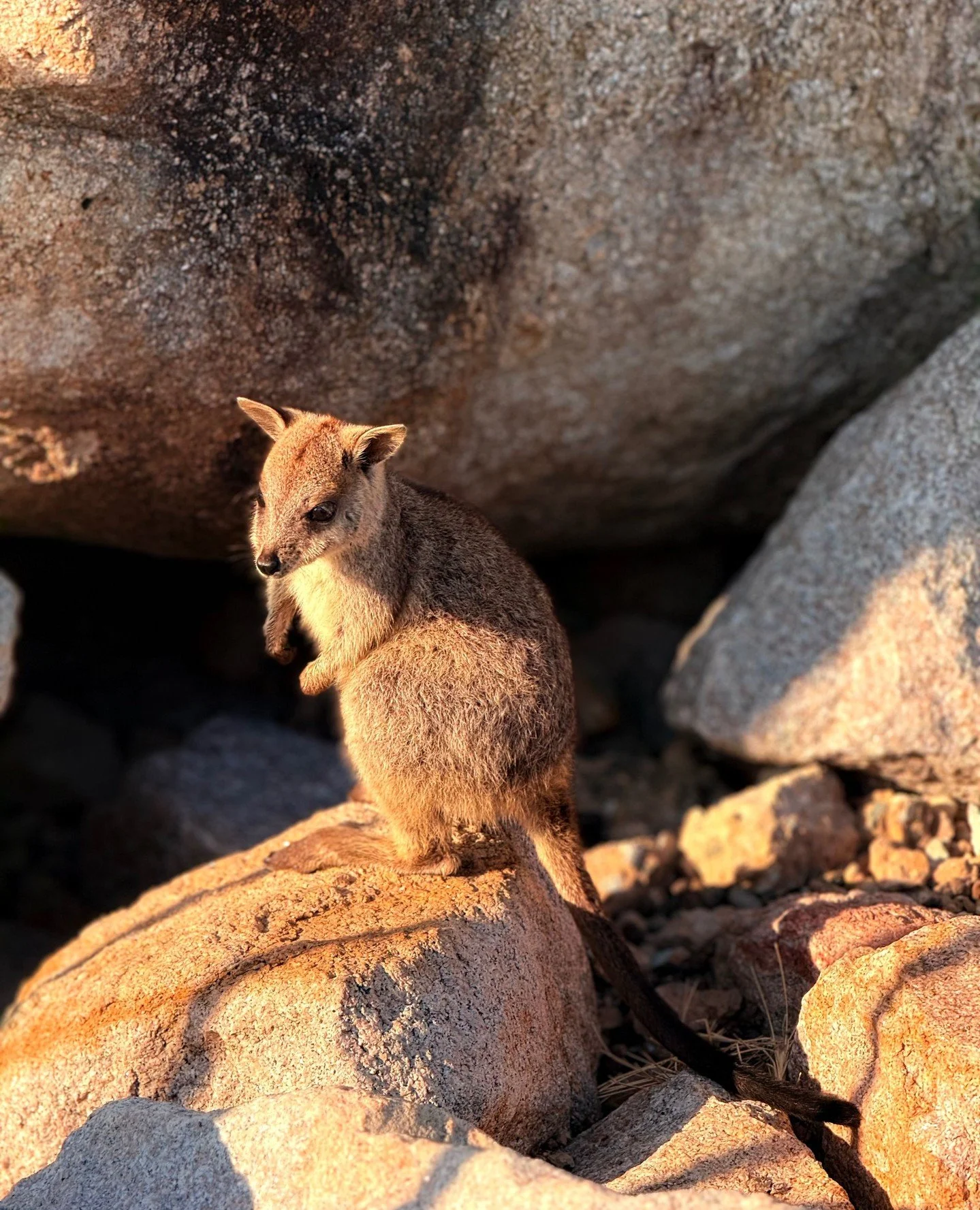 Meet Magnetic Island&rsquo;s most photogenic locals 🦘🌿⁠
⁠
The Allied Rock Wallabies are always ready for a photo op! You&rsquo;ll find them at the far end of Geoffrey Bay, near the old Arcadia Jetty Road, and at the helipad in Nelly Bay. Visit in t