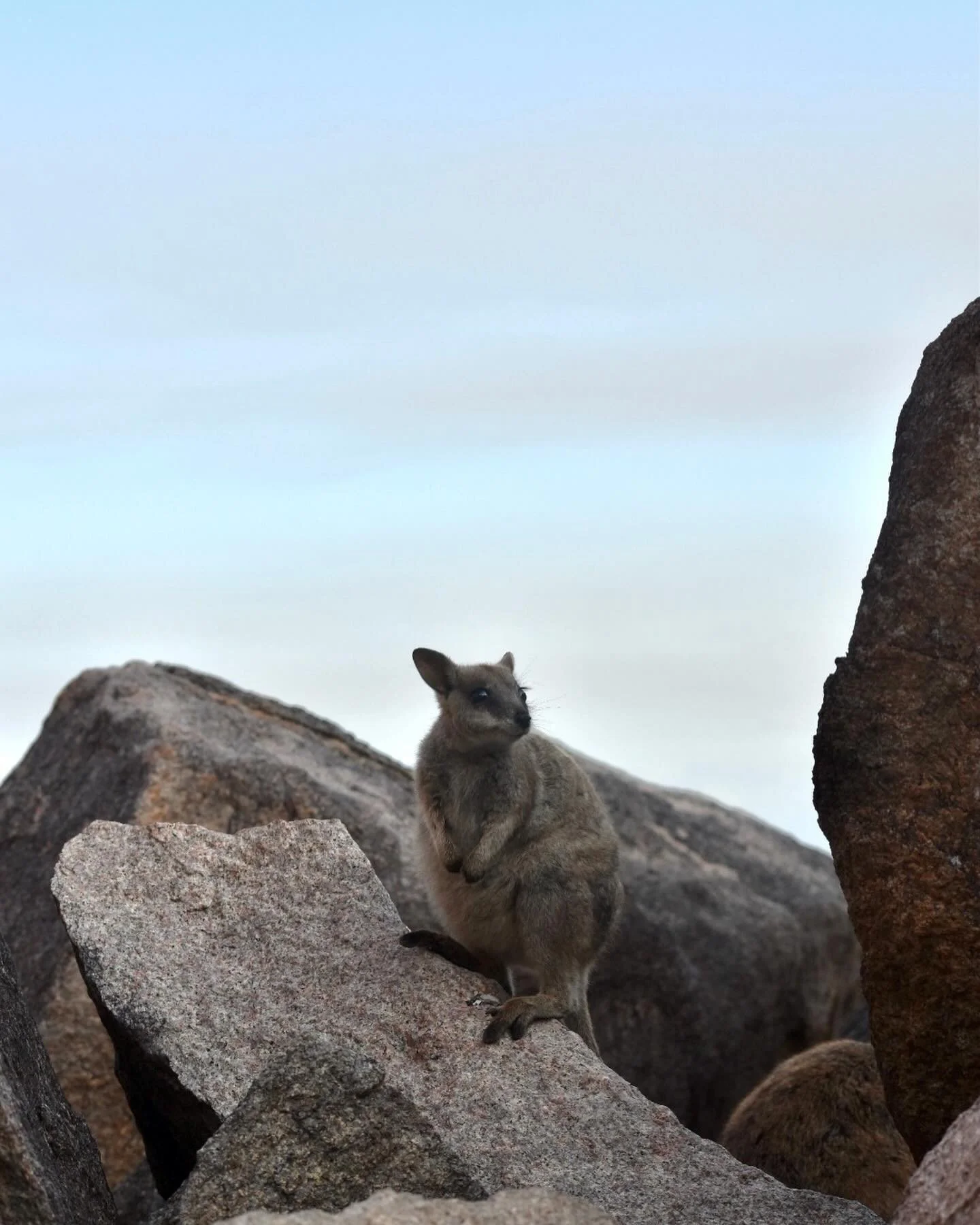 Find me a cuter wallaby… I’ll wait 🦘
You’ll spot these sweet locals at Bremner Point in Geoffrey Bay and at the Helipad in Nelly Bay, the best way to enjoy them is simply to watch and let them stay wild 🌿
📷️ @denika.french