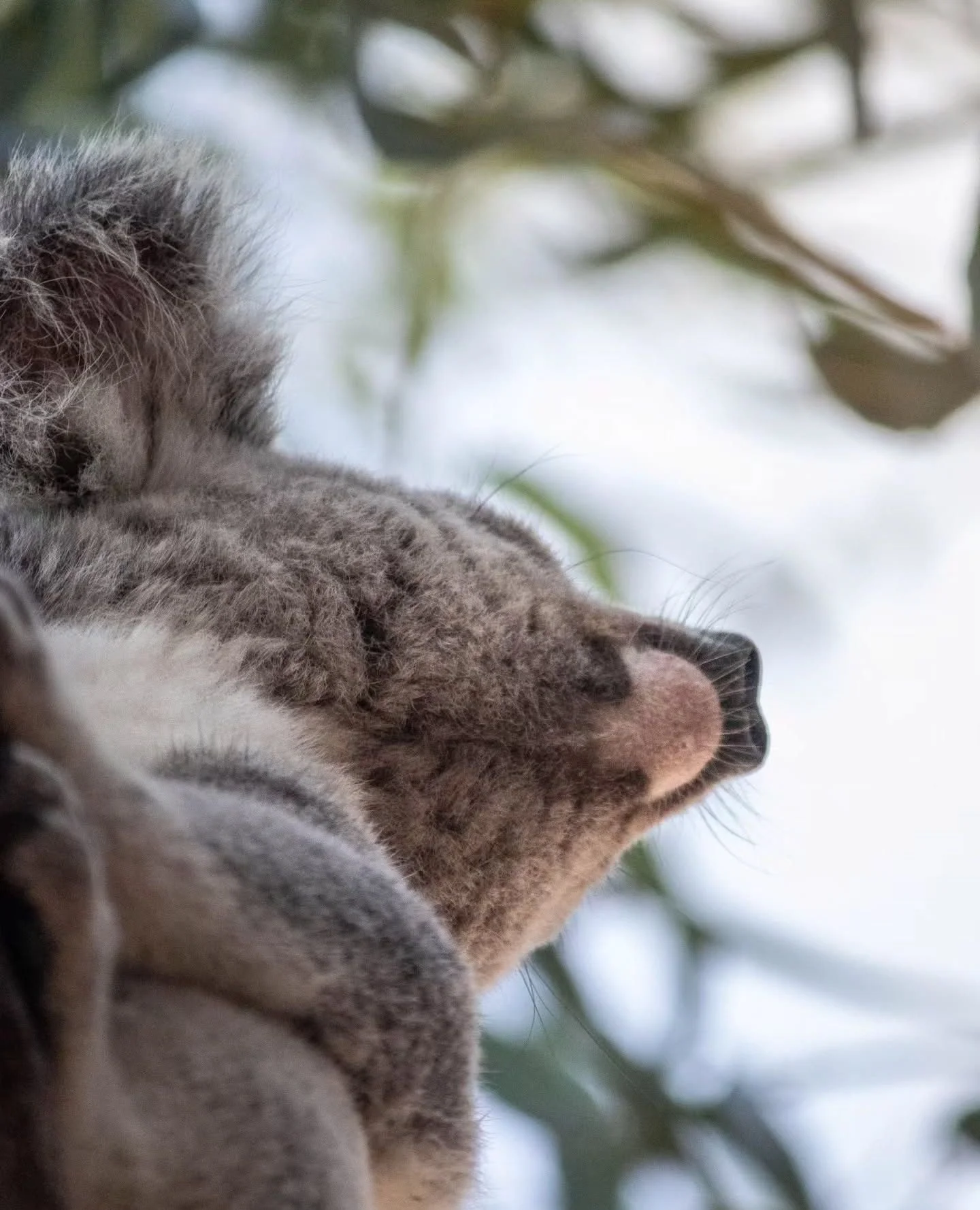 Who would've thought chins could be so cute? Maggie’s wildlife, melting hearts as per usual 🐨
📷 @camillesegui
#thisismagneticisland #upforunexpected #magneticisland #townsvillenorthqueensland #queensland #australia #townsville #townsvil