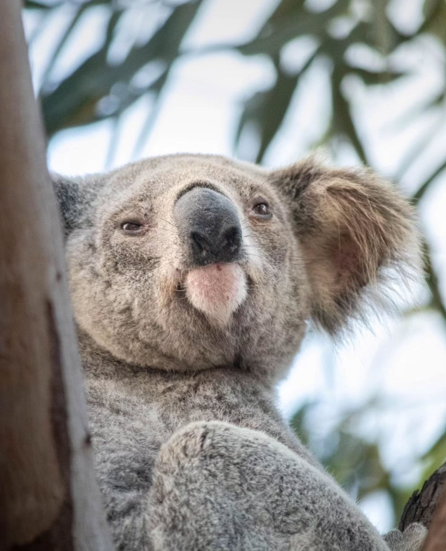 About the only time fluffy ears are cute, right!? 🐨⁠
⁠
Our little Maggie Island school is about to plant almost 200 trees in partnership with the Magnetic Koala Hospital, helping protect and feed our local koalas if they ever need medical care. What