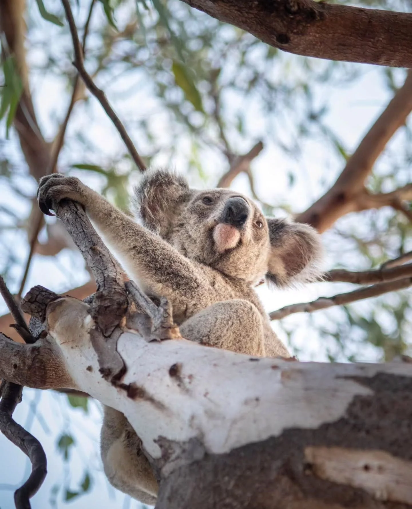 Magnetic Island is home to one of the largest wild koala populations in Northern Australia, a reminder that this place isn&rsquo;t just beautiful&hellip; it&rsquo;s alive🐨🌿⁠
⁠
Spot one high in the gumtrees along the Forts Walk, or have a close enco