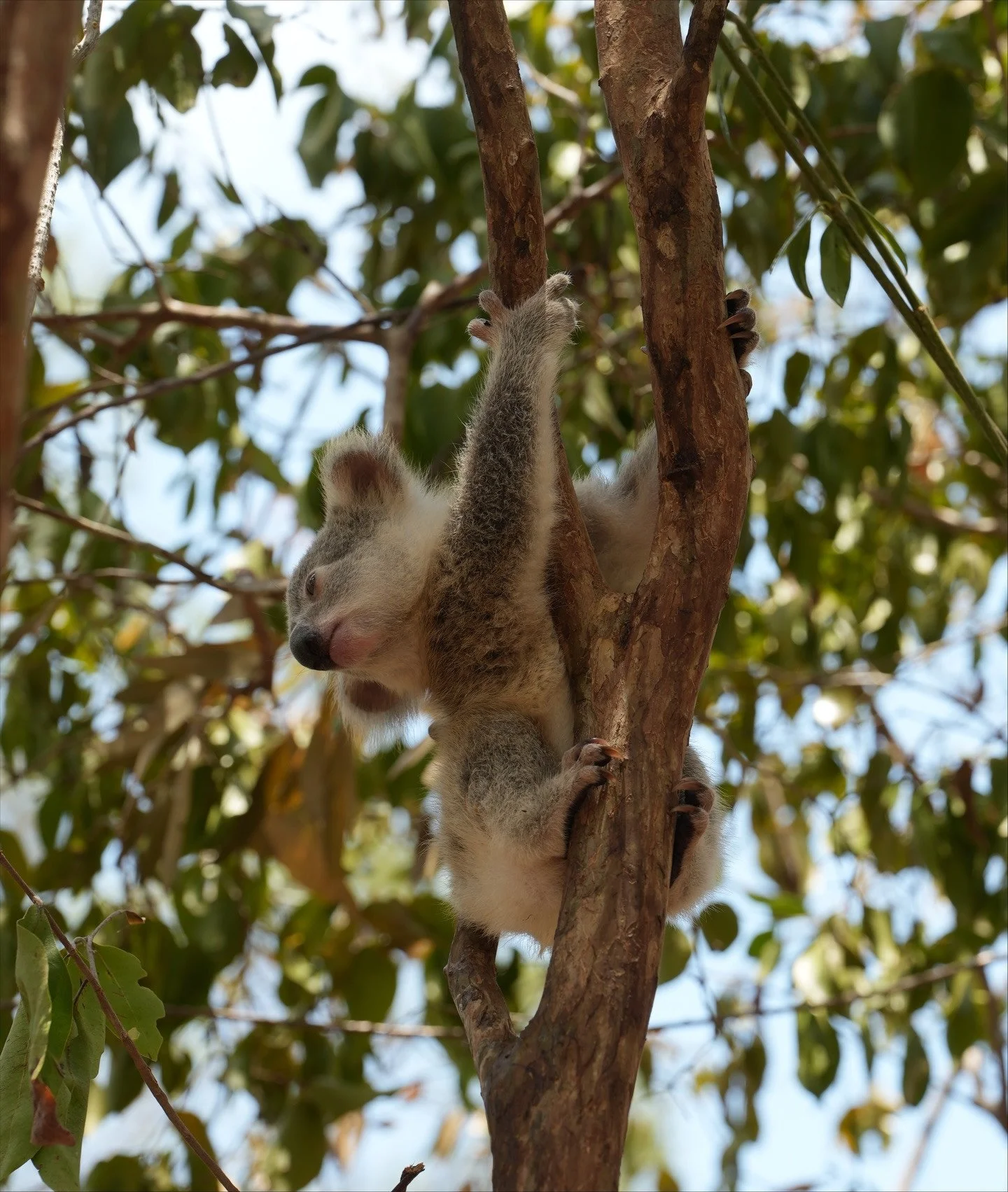Out of office, off koala spotting on Maggie.⁠
⁠
You might&rsquo;ve seen the flash new @signet signs for the @magnetickoalahospital on your way to @sealinkqld.⁠
⁠
We&rsquo;re pretty obsessed with our resident koalas, and we know you will be too. Proud