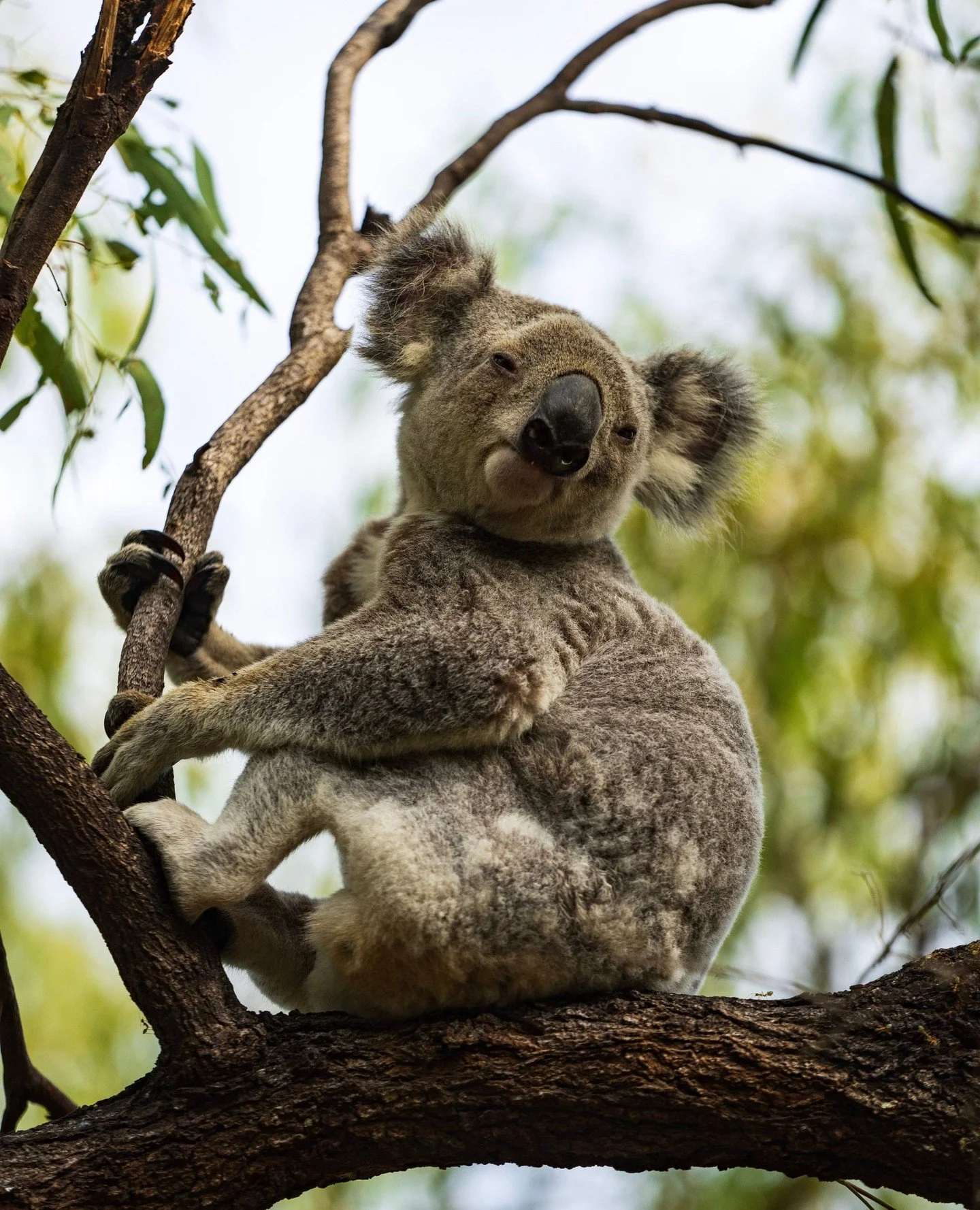 If you need us, we&rsquo;ll be out here spotting koalas 🐨⁠
⁠
Top two picks for your chances: the Forts Walk where they hide up in the trees along the trail, and Bounce in Horseshoe Bay with their onsite wildlife park 🌿⁠
⁠
📷️ @queensland⁠
⁠
#thisis