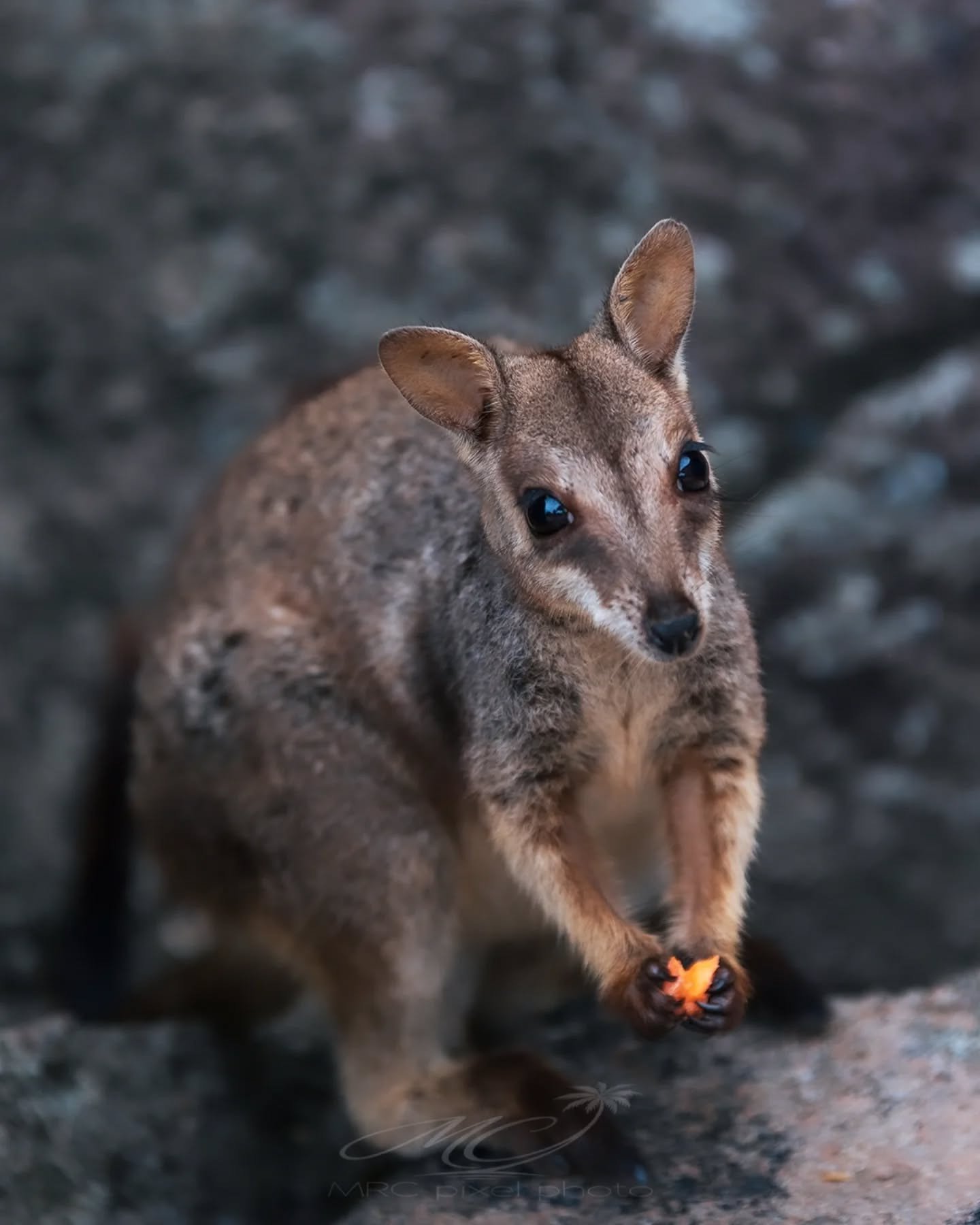 Controversial&hellip; but just as cute as a quokka 🦘⁠
⁠
📷 @mrc.pixel.photo⁠
⁠
#thisismagneticisland #magneticisland #townsvillenorthqueensland #queensland #townsville