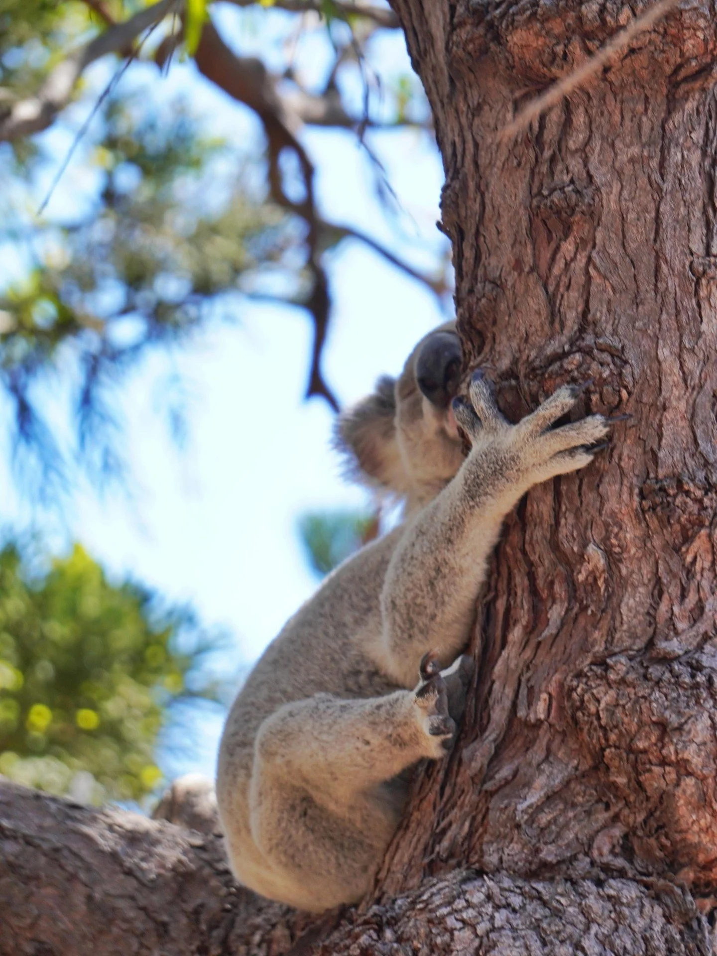 The island after the school holiday rush 😴🐨⁠
Us too, mate.⁠
⁠
📷️ @coratxr⁠
⁠
#thisismagneticisland #magneticisland #townsvillenorthqueensland #queensland #townsville