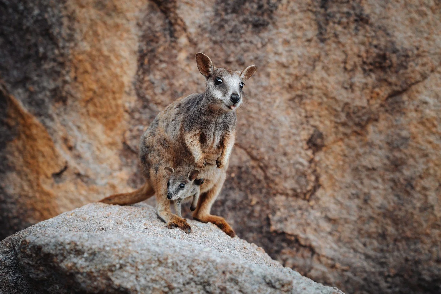 If seeing Allied Rock Wallabies is on your Magnetic Island bucket list, Bremner Point is the place to do it 🦘⁠
⁠
These little locals are right at home amongst the granite boulders, and with a little patience (and a bit of respect), you've got a grea