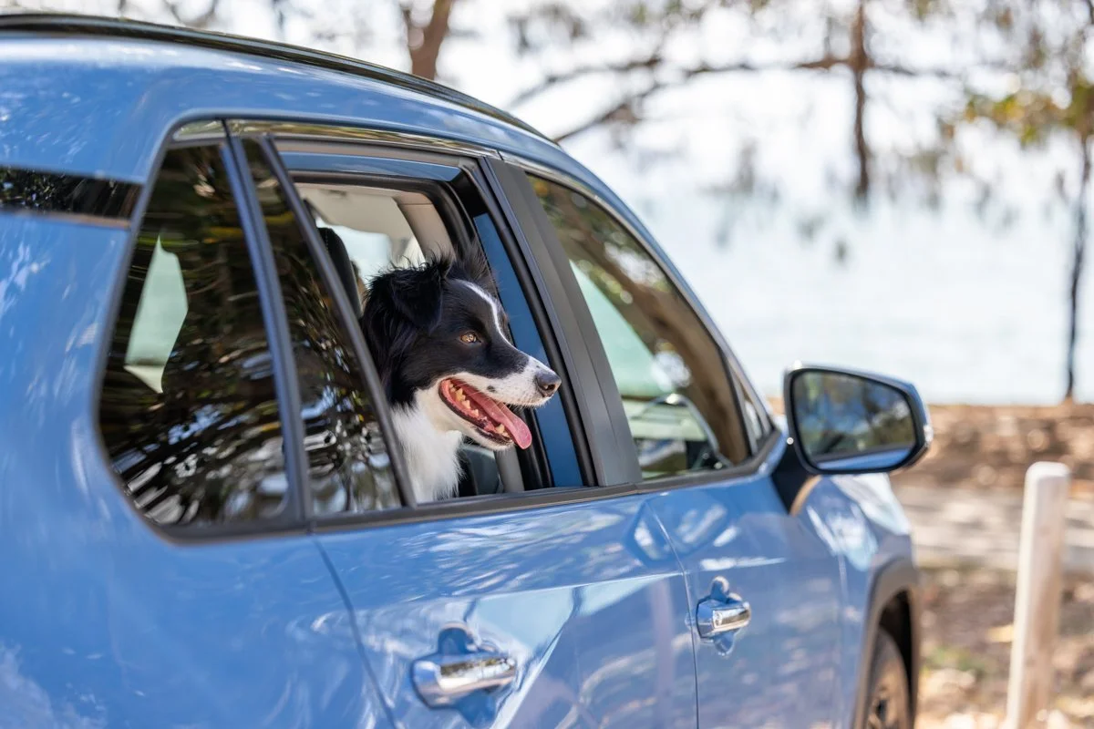 car-magnetic-island-ferry-dog-web.jpg