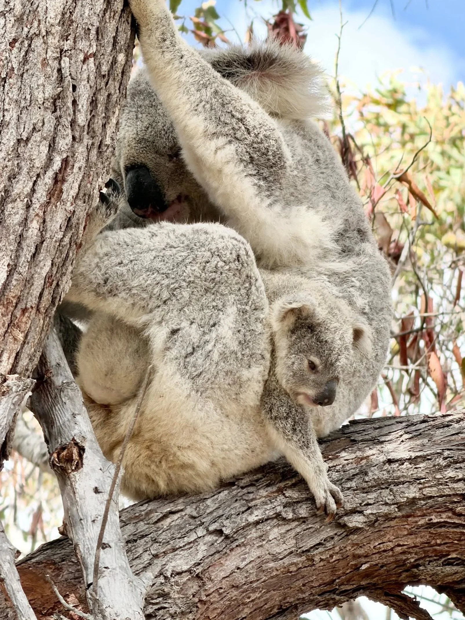 Fresh week, fresh koala joeys! 🐨

If spotting a koala is on your bucket list, we know just the place!

Maggie is home to Northern Australia&rsquo;s largest koala colony, and spotting one of these little locals might just be the highlight of your tri