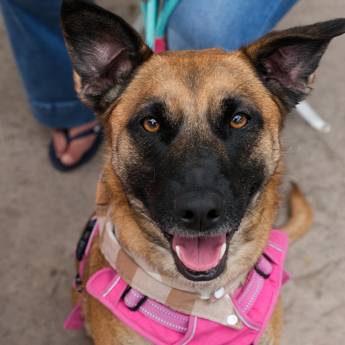 Hey, I&rsquo;m Stella, a 2-year-old Belgian Malinois Mix weighing a solid 50 pounds. Spayed, fully vaccinated, and fully potty trained &ndash; yep, I&rsquo;ve got it all together.

My story involves a brief adoption stint, but now I&rsquo;m back and 