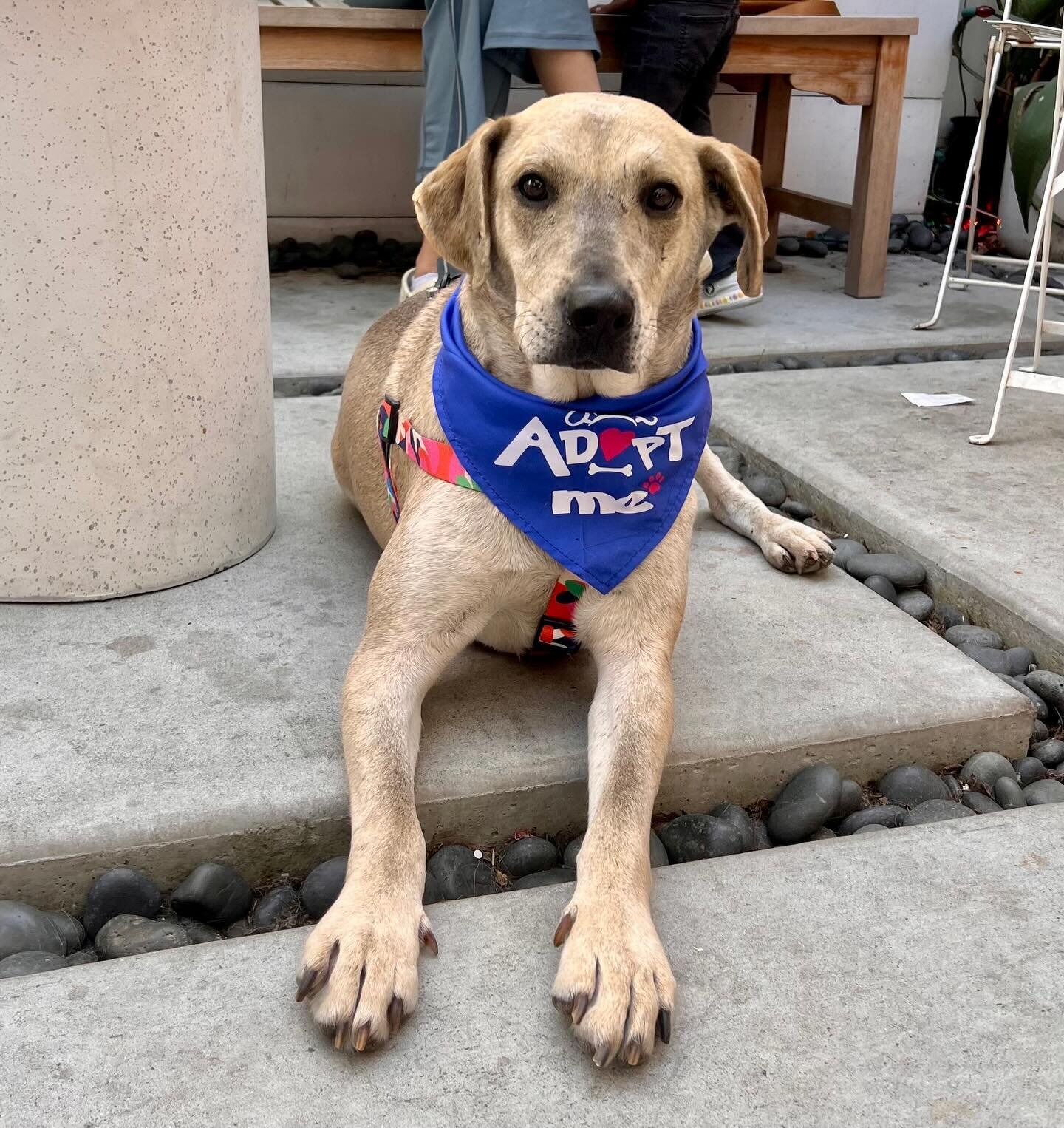 Hey, I&rsquo;m Ninja, the not-so-secret agent of love, a 7-year-old Lab Mix weighing in at 55 pounds. Neutered, fully potty trained, and a master of stealth cuddles &ndash; ready for my next mission: finding my forever home!

I came from ELSR an over