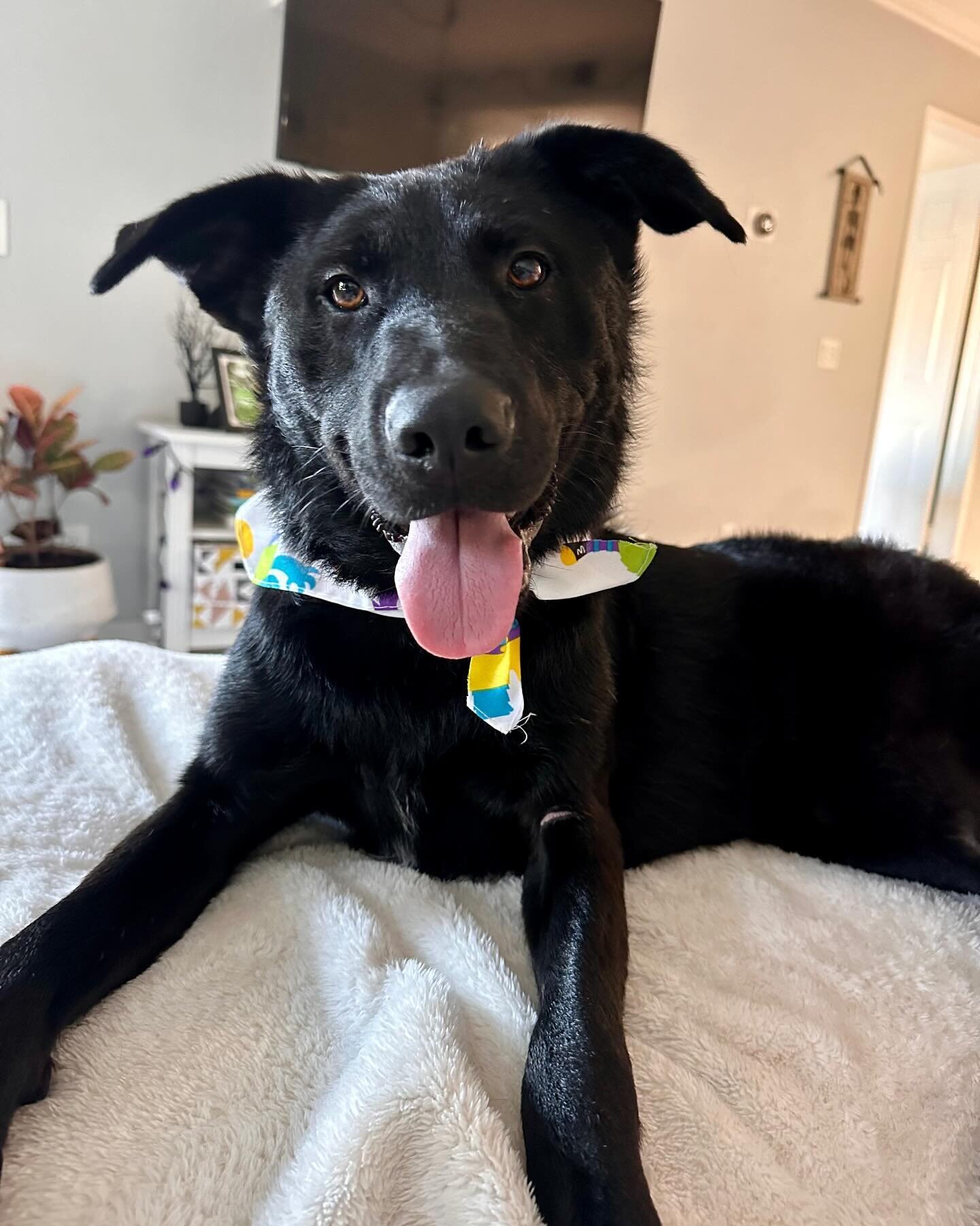 Hi there! I&rsquo;m Taz, the Belgian Malinois, Australian Kelpie, Flat coated retriever but most importantly good boy mix with a heart full of love and adventure! At 4-5 years old and a sturdy 45 lbs, I&rsquo;ve been through quite the journey. Rescue