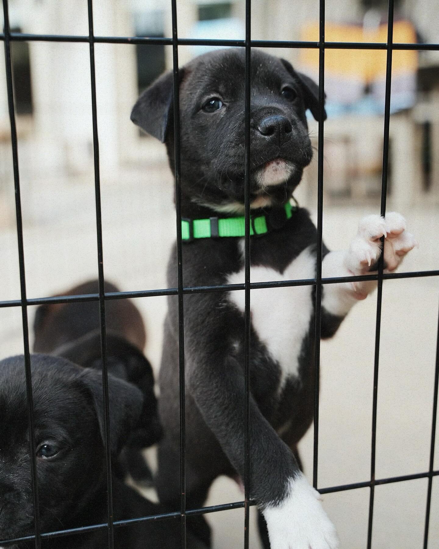 Dasher from the Reindeer Litter showing off the perfect heart shape on his chest &hearts;️ These little guys are officially 8 weeks old and available for adoption! ⁣
⁣
Dasher and his 4 siblings are lab mix, officially vaccinated with their first roun