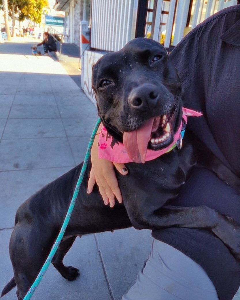 Hi there, I&rsquo;m Sombra, a 2-year-old Pittie weighing a cozy 50 pounds. Lucky for you, I&rsquo;m already spayed, vaccinated, and a pro at potty training &ndash; no accidents here!

My journey began with a bit of mystery; they found me abandoned, b