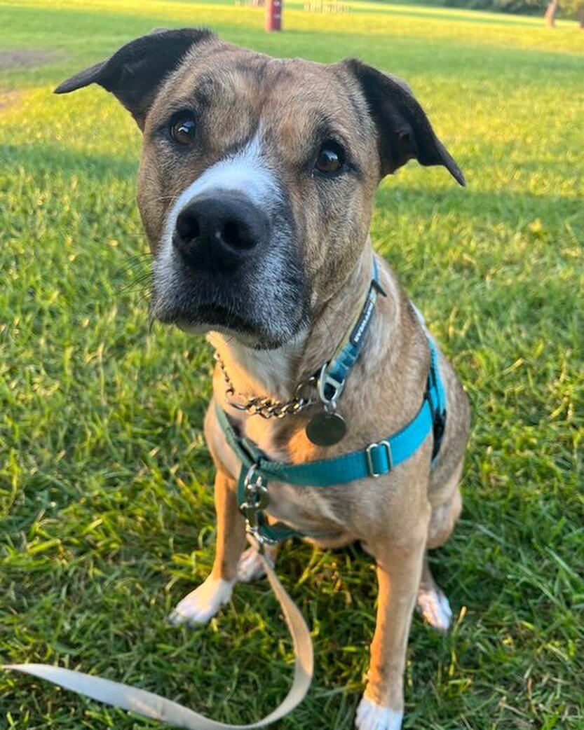 Hey, I&rsquo;m Truffle, a 6 year old Pitbull/Hound mix, tipping the scales at 62 pounds. Yep, I&rsquo;m spayed, fully vaccinated, and aced my potty training!

Originally from California, I&rsquo;m all about those long sunbaths and embracing the fresh