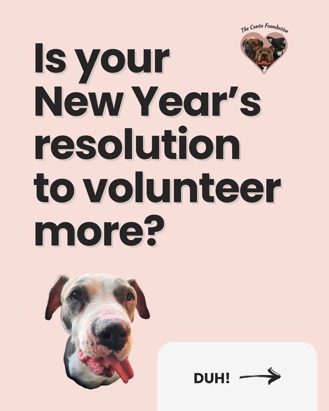 Embark on a meaningful journey this New Year by fulfilling your resolution to volunteer! 🌟 Our dedicated rescue, @thecantufoundation, is on the lookout for compassionate individuals, and the best part? Most roles can be done remotely! 🐾

If the cau