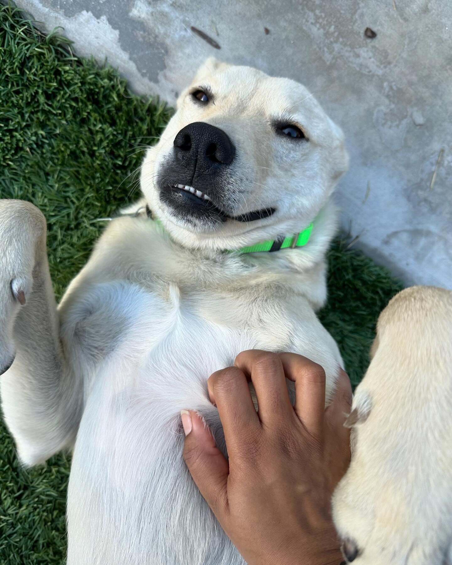 Hello, I&rsquo;m Heath, a lively 1-year-old Lab Mix tipping the scales at a sturdy 40 pounds. Fully vaccinated, neutered, and a pro at potty training &ndash; consider me the full package.

My journey started in Ensenada, where I found myself crated i