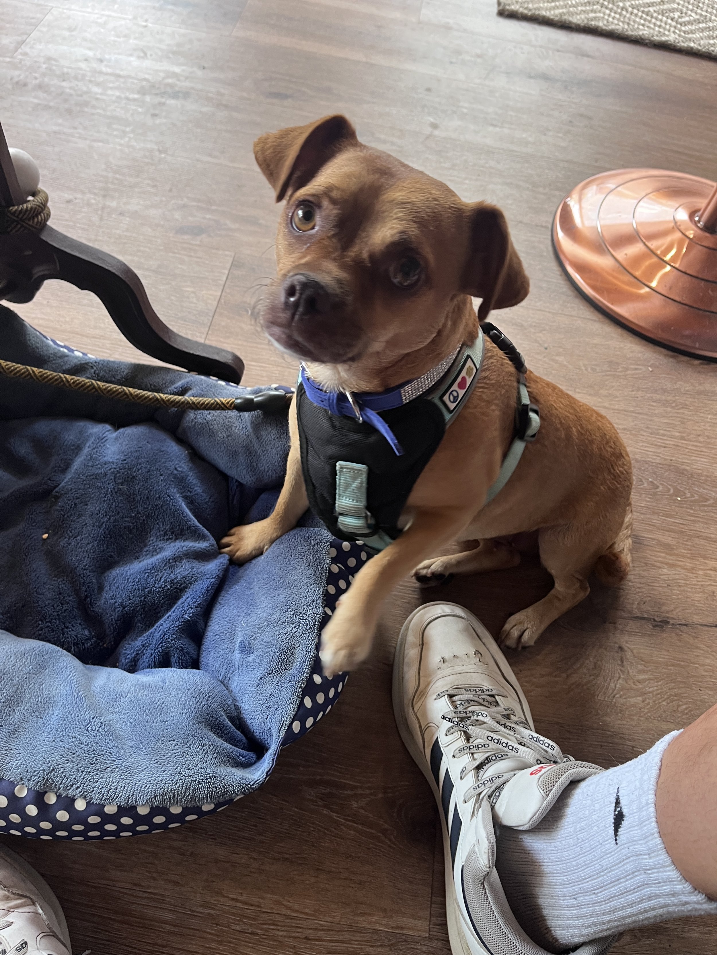 Adidas dog year sales