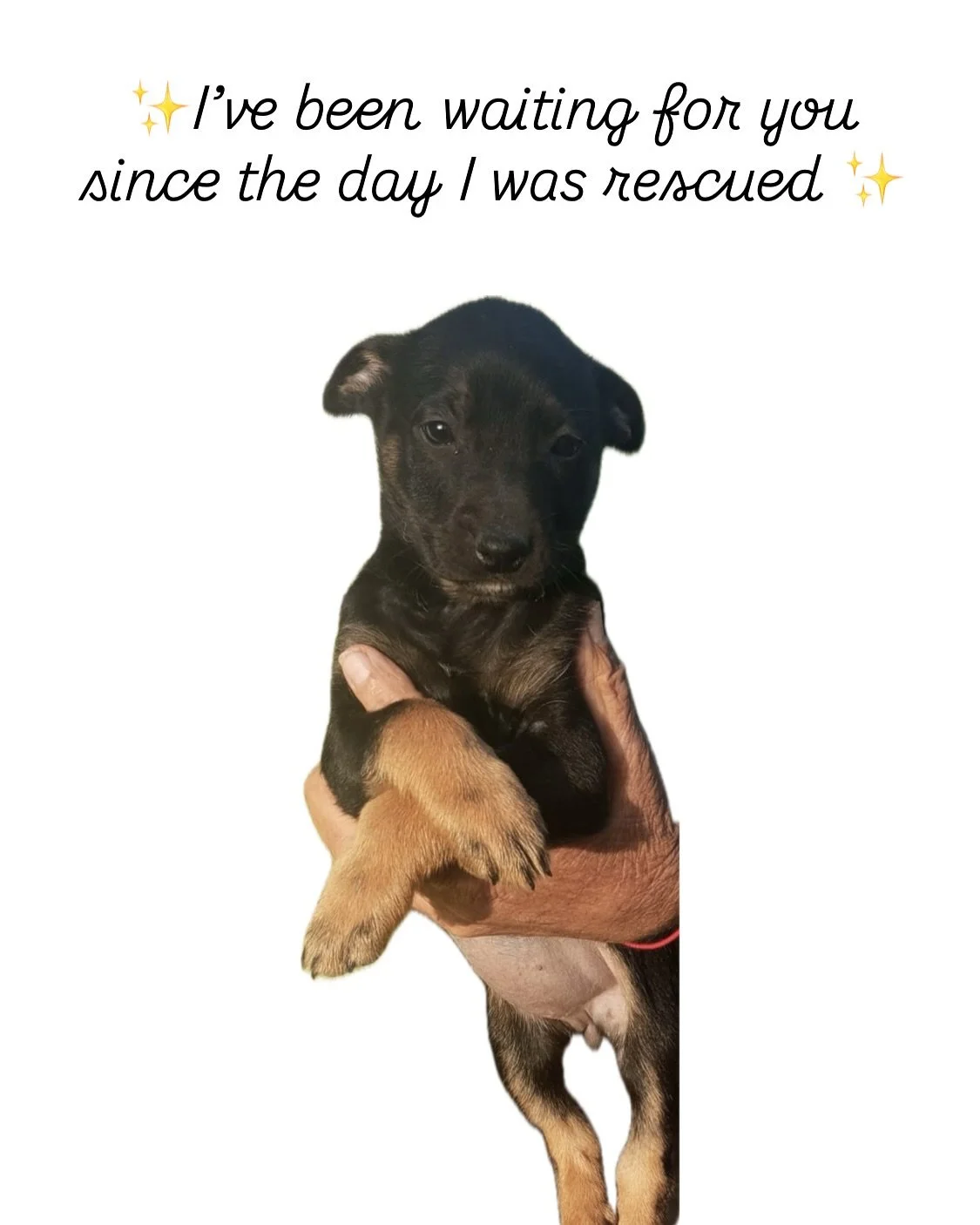 Jaclyn has been with us since she was just 4 weeks old, rescued with her mom and 7 siblings, locked in a lot with no food or water.

She&rsquo;s watched every one of her siblings find their families. Now she&rsquo;s almost 6 months old and still wait