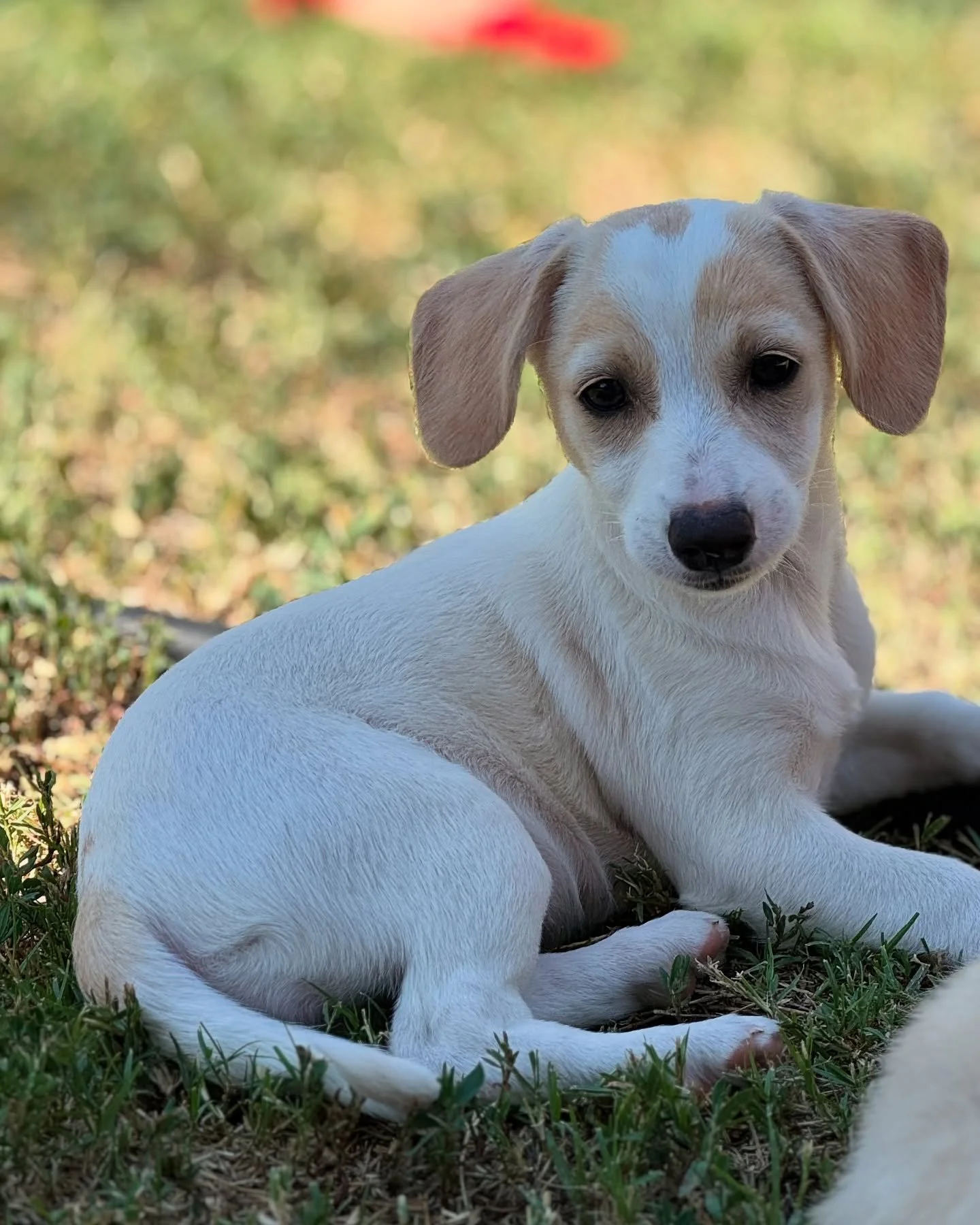 Hi friends, I&rsquo;m Alannah! 🐶 give me a GRRRR 

I&rsquo;m a playful, curious little Terrier mix with a big personality just waiting to shine. I was born around April 28, 2025, and even though my life began in a tough spot, found in a box with eig
