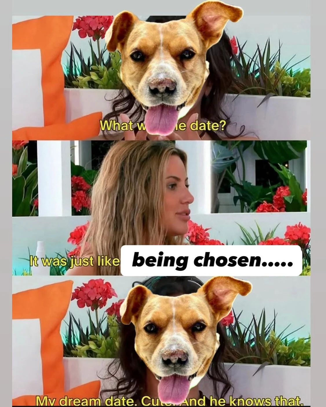 POV: You ask our adoptable dogs what their dream date looks like&hellip; 💘🐾
Swipe to hear their answers&mdash;and yes, they&rsquo;re all looking for the one.
Adopt, don&rsquo;t scroll 🐶💌