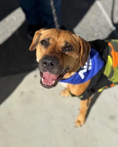 Meet Edamama🌸

Hi, I&rsquo;m Edamama! I&rsquo;m a 3 years old, 45 pound  female boxer/terrier mix and I&rsquo;m looking for my forever home🤎

I was rescued in Tijuana while caring for my puppies, and now I&rsquo;m ready to be someone&rsquo;s loyal,