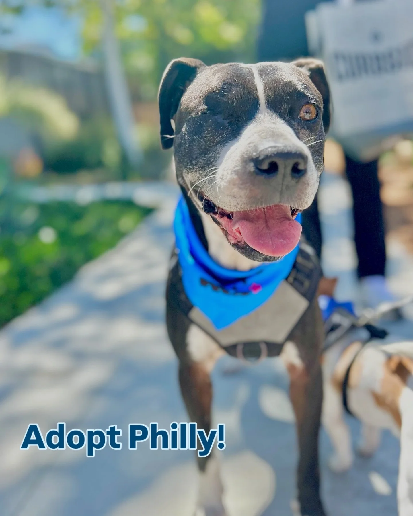 🌟 Meet Philly 🌟 the most charming Boxer mix who is truly the total package! 

At 2-3 years old, he&rsquo;s the perfect easy-going family dog who is ready to find his forever home. Philly is potty trained, crate trained, and great with kids and othe