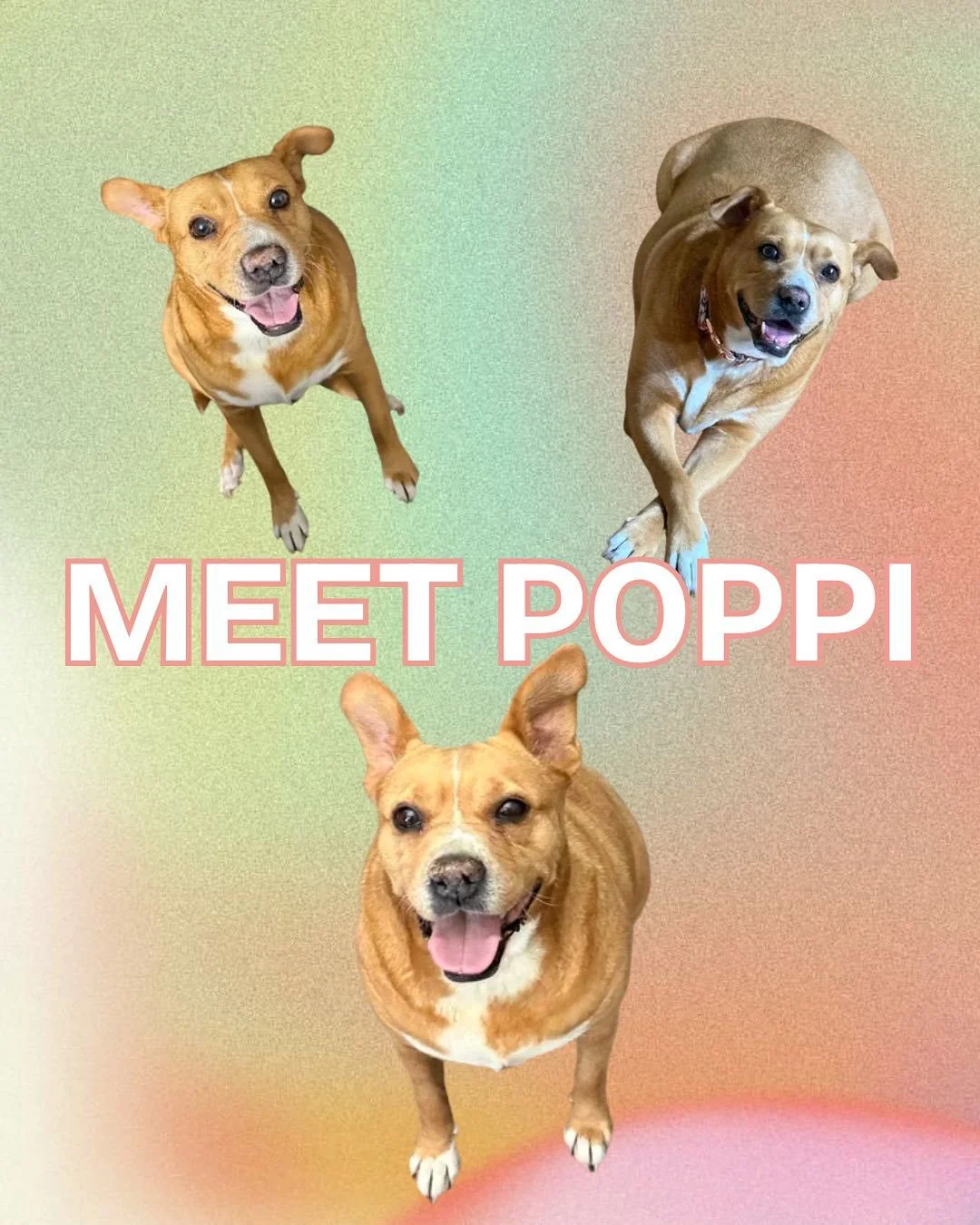 Hi, I&rsquo;m Poppi! 🌸

I&rsquo;m a 7-year-old terrier/chihuahua mix, weighing about 50 lbs (I&rsquo;m on a little weight-loss journey &mdash; aiming for 35 lbs!). I was rescued from Tijuana, and now I&rsquo;m fully vaccinated, spayed, and ready to 