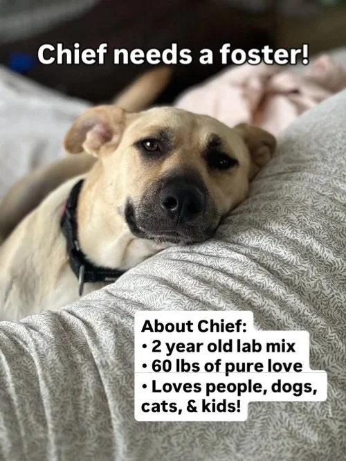 ‼️ Chief needs a foster ASAP! ‼️

This perfect boy needs somewhere to stay until he finds his forever home! Chief is an easy-going, affectionate, friendly guy who just wants to be loved. 

He gets along with dogs, kids, and even cats &mdash; whoever 