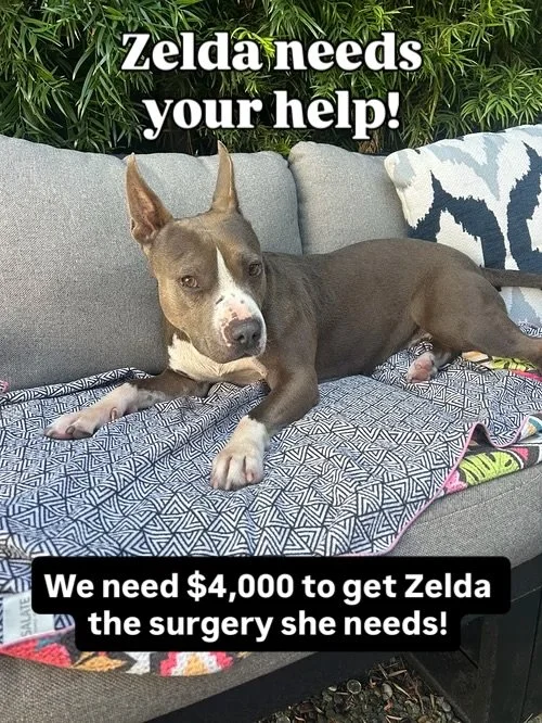 ❤️ Zelda needs your help! ❤️

Zelda has been in a foster home for 3 years, waiting patiently to find her forever family. And while we are grateful to save more lives every day, the ongoing costs of caring for dogs in foster care and at our sanctuary 