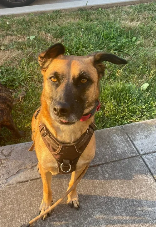 Stella