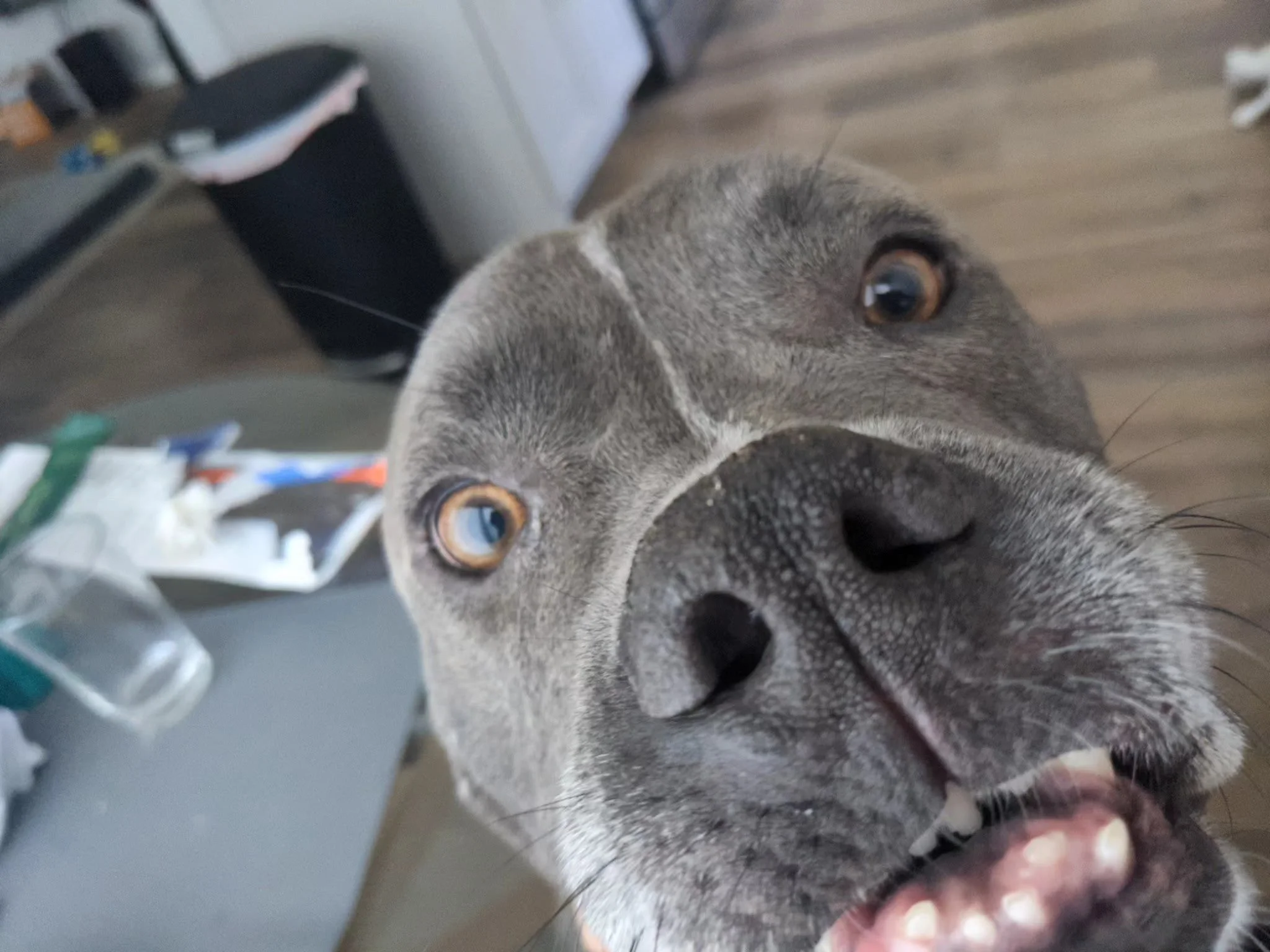 5237321382846601374.jpeg