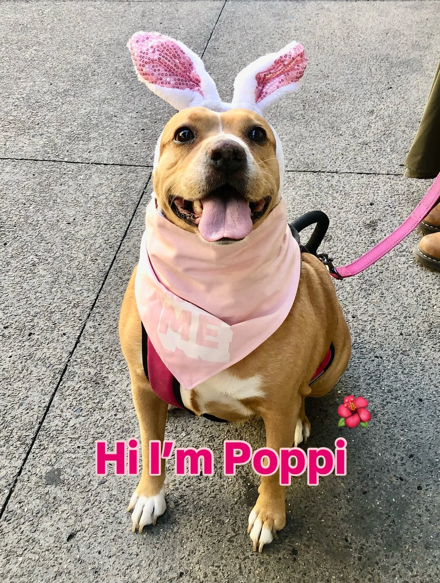 🐾 Meet Poppi!  6 yrs | Terrier&ndash;Chihuahua mix | 50 lbs (on a glow-up journey )
 💖 Adoption fee sponsored!

Why you&rsquo;ll love me: 🚶&zwj;♀️ Leash pro &amp; potty trained 🐶 Social butterfly &mdash; love pups &amp; people 🛋️ Cuddle queen &a