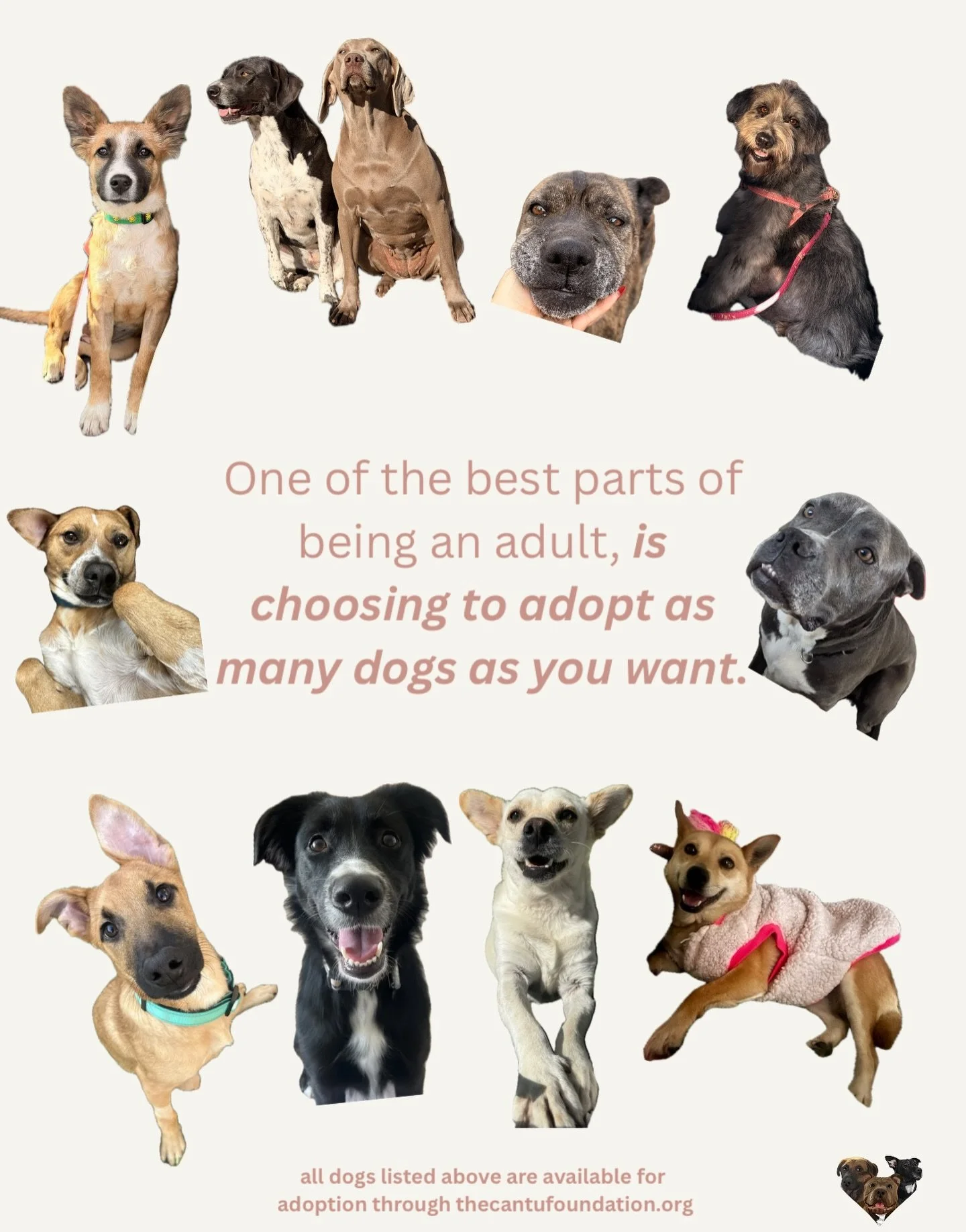 Being an adult means you get to make your own choices.

Like choosing to adopt another dog. Or two.
Every dog pictured is available for adoption, and some are looking for foster homes to help them make their way to San Diego.

If getting involved was