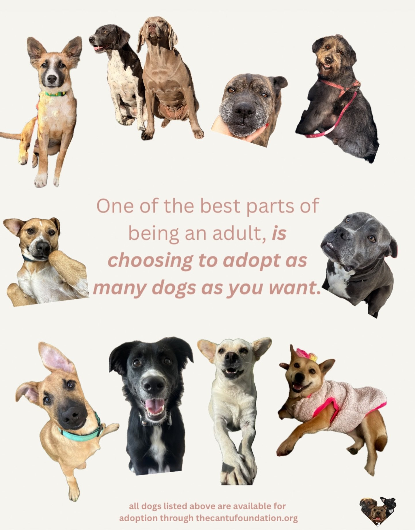 Being an adult means you get to make your own choices.

Like choosing to adopt another dog. Or two.
Every dog pictured is available for adoption, and some are looking for foster homes to help them make their way to San Diego.

If getting involved was