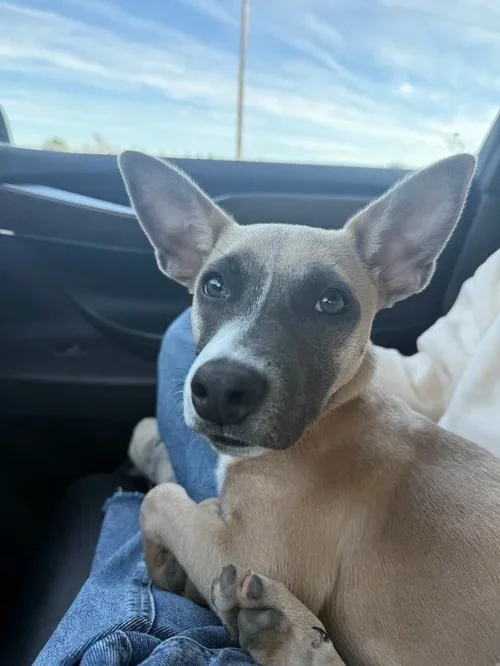 ✨ Meet Saucony ✨

📅 DOB: 9/1/25 🐶 Terrier mix (with a little Chihuahua charm!) ⚖️ Estimated adult size: 15&ndash;20 lbs 🏡 Great with: Dogs, cats &amp; kids

Hey hey! I&rsquo;m Saucony 💕 A petite Terrier mix with the sweetest little soul. I may be