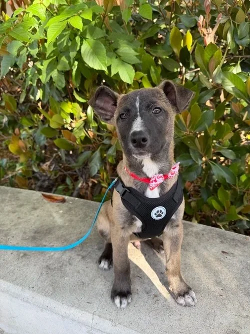 Meet Egg! 🥚 This resilient boy "hatched" into the world last December and is ready to scramble right into your heart. After a rough start in a cardboard box, Egg is now living his best life in foster care, practicing his world-class snuggl