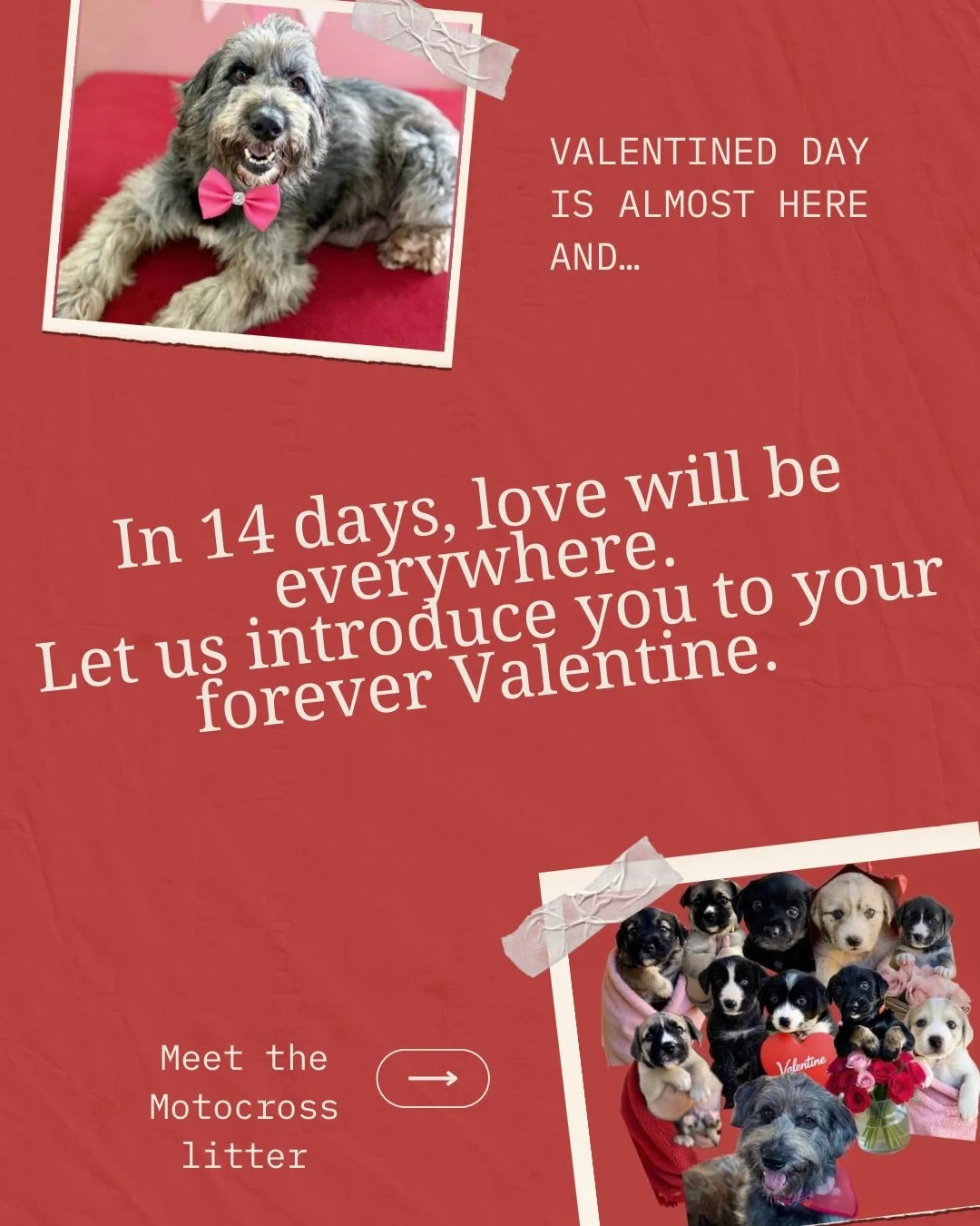 In 14 days, love will be everywhere. 💘
Still looking for a Valentine, or just waiting for the right pup?

Meet the Motocross Litter, brought to you by Mama Raycin -
A schnoodle mix crew featuring - Dash, Whip, Rip, Suzuki, Kawi, Endo, Sprocket, Husk